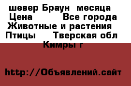 шевер Браун 2месяца › Цена ­ 200 - Все города Животные и растения » Птицы   . Тверская обл.,Кимры г.